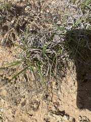 Bouteloua rigidiseta