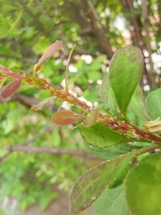Liosomaphis berberidis