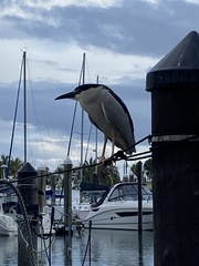 Nycticorax nycticorax image