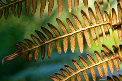 Pteridium arachnoideum