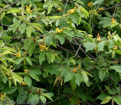 Grewia flavescens
