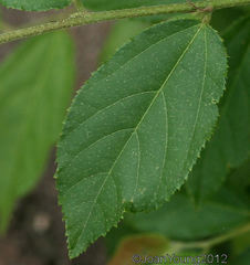 Grewia flavescens