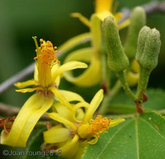 Grewia flavescens