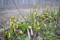 Tussilago farfara