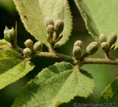 Grewia flavescens