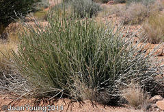 Euphorbia gregaria