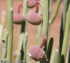 Euphorbia gregaria