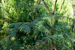 Pteridium arachnoideum