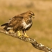 Common Buzzard - Photo (c) rociomar, some rights reserved (CC BY-NC)