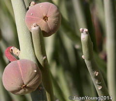 Euphorbia gregaria