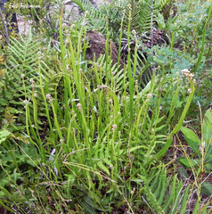 Baccharis sagittalis