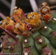 Euphorbia ferox