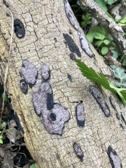 Biscogniauxia atropunctata