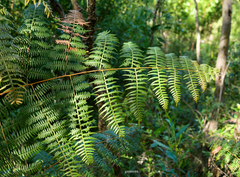 Pteridium arachnoideum