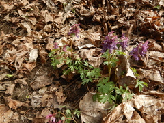 Corydalis solida