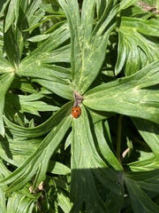 Coccinella septempunctata