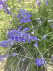 Salvia farinacea