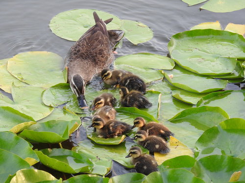 Eastern Spot-billed Duck, photo 6 of 10