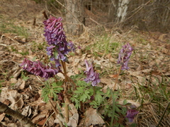 Corydalis solida