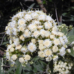 Baccharis sphaerocephala
