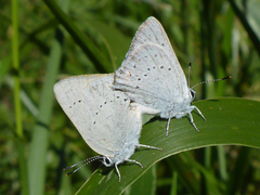 Satyrium sylvinus dryope