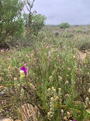 Polygala peduncularis