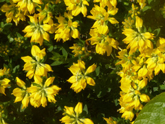 Genista hispanica
