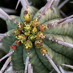 Euphorbia
