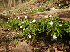 Anemonoides nemorosa