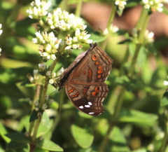 Junonia natalica