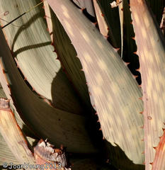 Aloe hereroensis hereroensis