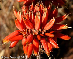 Aloe hereroensis hereroensis