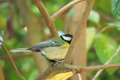 Parus major