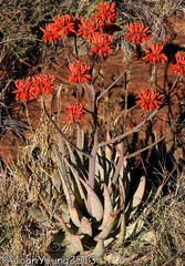 Aloe hereroensis hereroensis