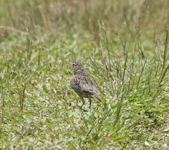 Mirafra assamica