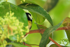 Parus major