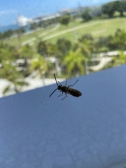 Dielis trifasciata