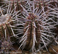 Euphorbia ferox