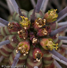 Euphorbia ferox
