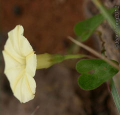 Ipomoea obscura obscura