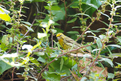 Serinus serinus