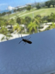 Dielis trifasciata