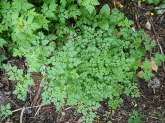 Anthriscus cerefolium