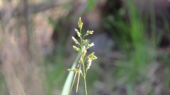 Anthoxanthum repens