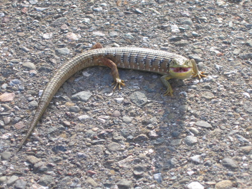 Elgaria multicarinata