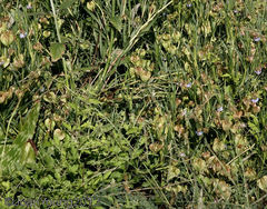 Trichodesma angustifolium