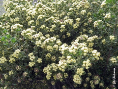 Baccharis vernalis
