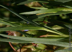Trichodesma angustifolium