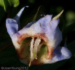Trichodesma angustifolium