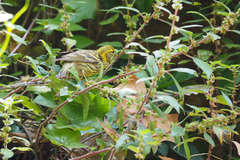 Serinus serinus